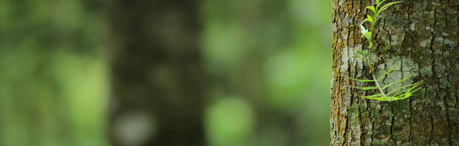 banner image