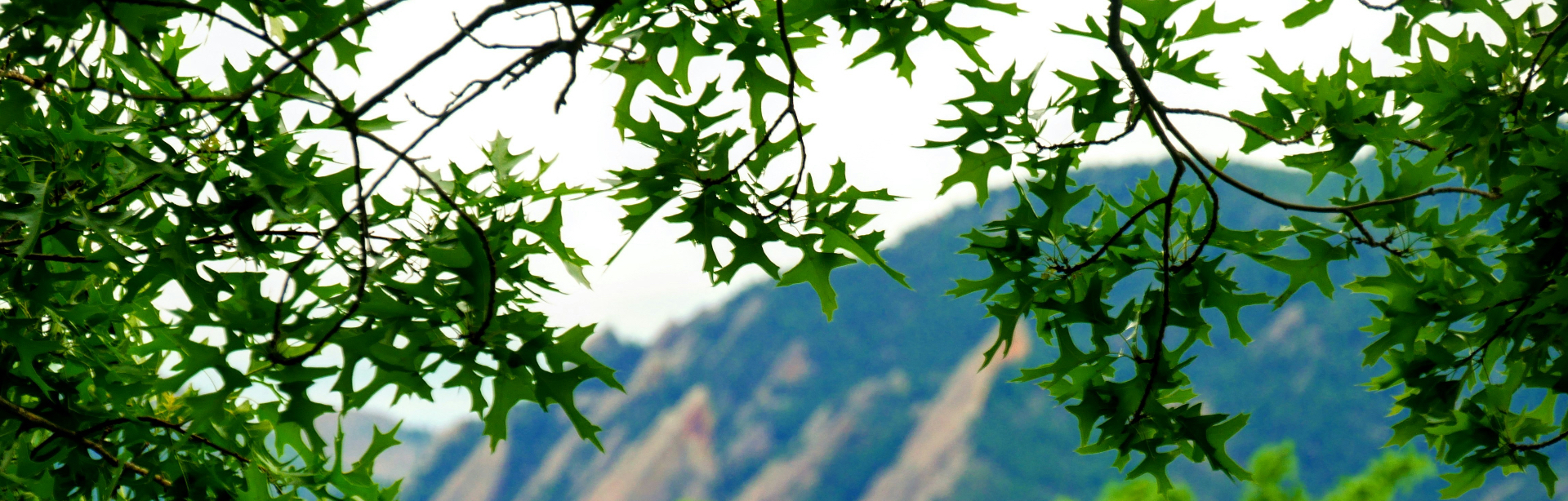 banner image